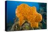 Orange Elephant Ear Sponge (Agelas Clathrodes) Santa Lucia-Franco Banfi-Stretched Canvas