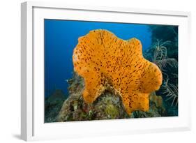 Orange Elephant Ear Sponge (Agelas Clathrodes) Santa Lucia-Franco Banfi-Framed Photographic Print