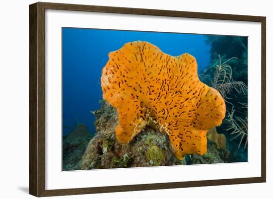 Orange Elephant Ear Sponge (Agelas Clathrodes) Santa Lucia-Franco Banfi-Framed Photographic Print