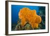 Orange Elephant Ear Sponge (Agelas Clathrodes) Santa Lucia-Franco Banfi-Framed Photographic Print