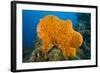 Orange Elephant Ear Sponge (Agelas Clathrodes) Santa Lucia-Franco Banfi-Framed Photographic Print