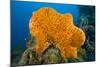 Orange Elephant Ear Sponge (Agelas Clathrodes) Santa Lucia-Franco Banfi-Mounted Photographic Print