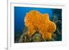 Orange Elephant Ear Sponge (Agelas Clathrodes) Santa Lucia-Franco Banfi-Framed Photographic Print