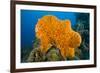 Orange Elephant Ear Sponge (Agelas Clathrodes) Santa Lucia-Franco Banfi-Framed Photographic Print