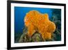 Orange Elephant Ear Sponge (Agelas Clathrodes) Santa Lucia-Franco Banfi-Framed Photographic Print