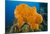 Orange Elephant Ear Sponge (Agelas Clathrodes) Santa Lucia-Franco Banfi-Mounted Photographic Print