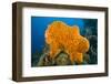 Orange Elephant Ear Sponge (Agelas Clathrodes) Santa Lucia-Franco Banfi-Framed Premium Photographic Print