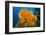 Orange Elephant Ear Sponge (Agelas Clathrodes) Santa Lucia-Franco Banfi-Framed Premium Photographic Print