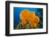 Orange Elephant Ear Sponge (Agelas Clathrodes) Santa Lucia-Franco Banfi-Framed Premium Photographic Print