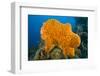 Orange Elephant Ear Sponge (Agelas Clathrodes) Santa Lucia-Franco Banfi-Framed Premium Photographic Print