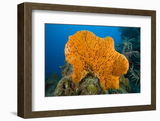 Orange Elephant Ear Sponge (Agelas Clathrodes) Santa Lucia-Franco Banfi-Framed Photographic Print