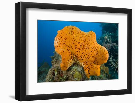 Orange Elephant Ear Sponge (Agelas Clathrodes) Santa Lucia-Franco Banfi-Framed Photographic Print