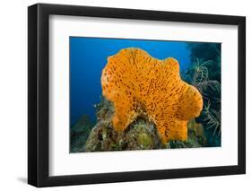 Orange Elephant Ear Sponge (Agelas Clathrodes) Santa Lucia-Franco Banfi-Framed Photographic Print