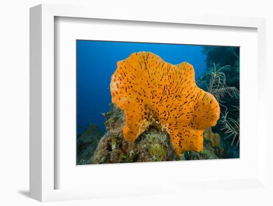 Orange Elephant Ear Sponge (Agelas Clathrodes) Santa Lucia-Franco Banfi-Framed Photographic Print