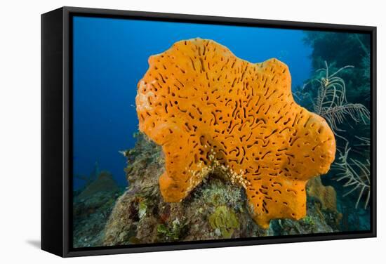 Orange Elephant Ear Sponge (Agelas Clathrodes) Santa Lucia-Franco Banfi-Framed Stretched Canvas