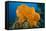 Orange Elephant Ear Sponge (Agelas Clathrodes) Santa Lucia-Franco Banfi-Framed Stretched Canvas