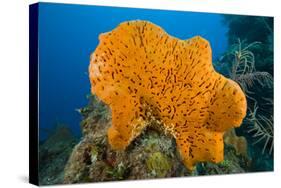 Orange Elephant Ear Sponge (Agelas Clathrodes) Santa Lucia-Franco Banfi-Stretched Canvas