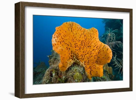 Orange Elephant Ear Sponge (Agelas Clathrodes) Santa Lucia-Franco Banfi-Framed Photographic Print