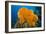 Orange Elephant Ear Sponge (Agelas Clathrodes) Santa Lucia-Franco Banfi-Framed Photographic Print