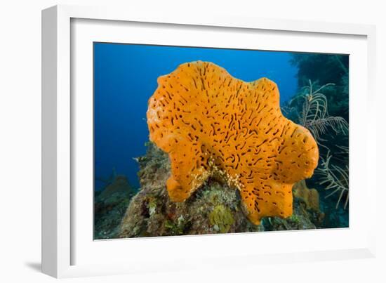 Orange Elephant Ear Sponge (Agelas Clathrodes) Santa Lucia-Franco Banfi-Framed Photographic Print