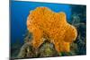 Orange Elephant Ear Sponge (Agelas Clathrodes) Santa Lucia-Franco Banfi-Mounted Photographic Print