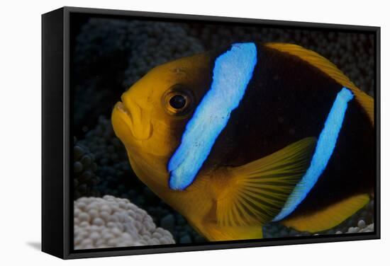 Orange-Fin Anenomefish in its Host Anenome, Fiji-Stocktrek Images-Framed Stretched Canvas