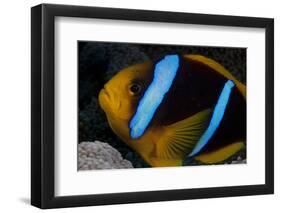 Orange-Fin Anenomefish in its Host Anenome, Fiji-Stocktrek Images-Framed Photographic Print