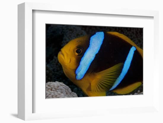 Orange-Fin Anenomefish in its Host Anenome, Fiji-Stocktrek Images-Framed Photographic Print