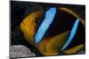 Orange-Fin Anenomefish in its Host Anenome, Fiji-Stocktrek Images-Mounted Photographic Print