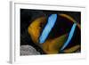 Orange-Fin Anenomefish in its Host Anenome, Fiji-Stocktrek Images-Framed Photographic Print