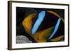 Orange-Fin Anenomefish in its Host Anenome, Fiji-Stocktrek Images-Framed Photographic Print