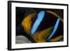 Orange-Fin Anenomefish in its Host Anenome, Fiji-Stocktrek Images-Framed Photographic Print