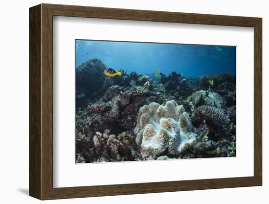 Orange-Finned Anemone Fish. Close to Host Anemone for Protection, Fiji-Pete Oxford-Framed Photographic Print