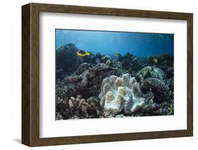 Orange-Finned Anemone Fish. Close to Host Anemone for Protection, Fiji-Pete Oxford-Framed Photographic Print