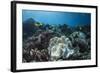 Orange-Finned Anemone Fish. Close to Host Anemone for Protection, Fiji-Pete Oxford-Framed Photographic Print