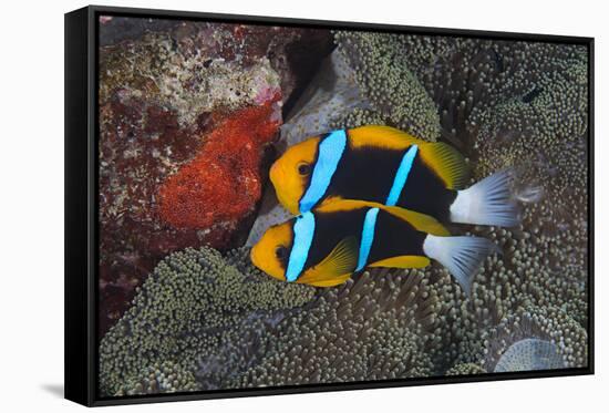 Orange-finned anemonefish guarding red eggs on a rock, Palau, Micronesia-Alex Mustard-Framed Stretched Canvas