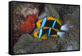 Orange-finned anemonefish guarding red eggs on a rock, Palau, Micronesia-Alex Mustard-Framed Stretched Canvas