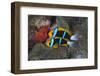 Orange-finned anemonefish guarding red eggs on a rock, Palau, Micronesia-Alex Mustard-Framed Photographic Print