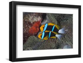 Orange-finned anemonefish guarding red eggs on a rock, Palau, Micronesia-Alex Mustard-Framed Photographic Print