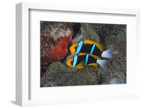 Orange-finned anemonefish guarding red eggs on a rock, Palau, Micronesia-Alex Mustard-Framed Photographic Print