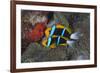 Orange-finned anemonefish guarding red eggs on a rock, Palau, Micronesia-Alex Mustard-Framed Photographic Print