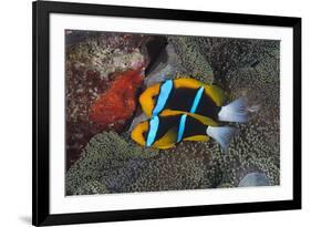 Orange-finned anemonefish guarding red eggs on a rock, Palau, Micronesia-Alex Mustard-Framed Photographic Print