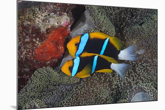 Orange-finned anemonefish guarding red eggs on a rock, Palau, Micronesia-Alex Mustard-Mounted Photographic Print