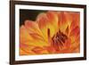 Orange Flame-Dana Styber-Framed Photographic Print