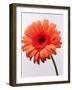 Orange Flower, 1999-Norman Hollands-Framed Photographic Print