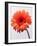 Orange Flower, 1999-Norman Hollands-Framed Photographic Print