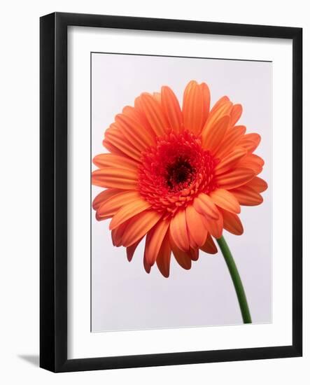 Orange Flower, 1999-Norman Hollands-Framed Photographic Print