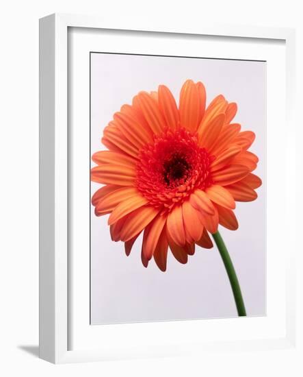 Orange Flower, 1999-Norman Hollands-Framed Photographic Print