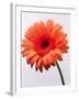 Orange Flower, 1999-Norman Hollands-Framed Photographic Print