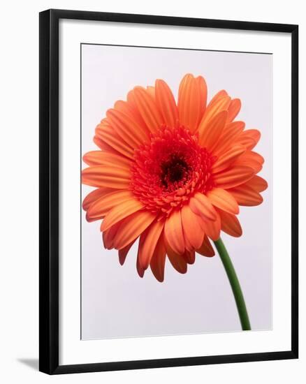 Orange Flower, 1999-Norman Hollands-Framed Photographic Print